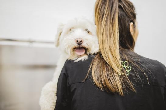 Éleveur de chiens et chats  IFAPME