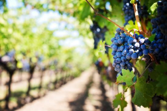 Vignes viticulture IFAPME